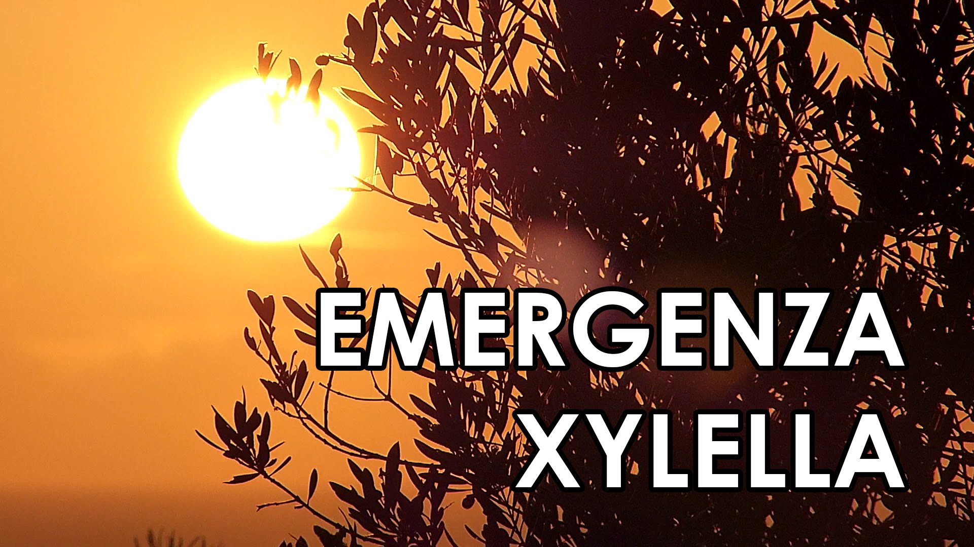 EMERGENZA XYLELLA